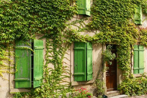 A house with green windows surrounded by ivy plants in the Alsace region, France