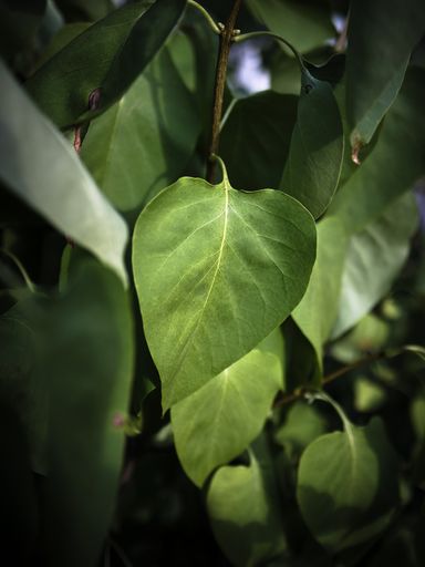 A vertical shot of the sun sliding through green leaves in the middle of a forest