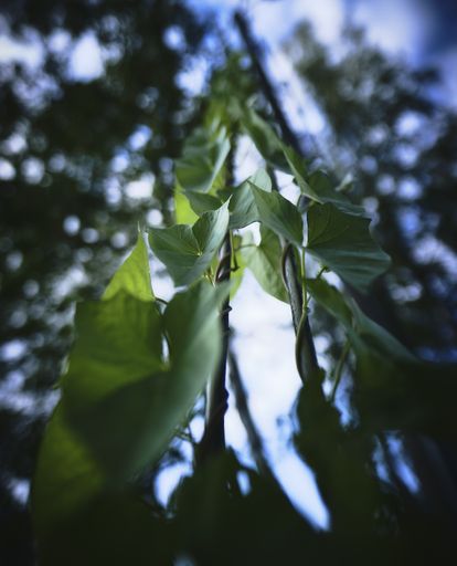 A vertical shot of the sun sliding through green leaves in the middle of a forest
