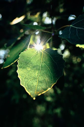 A vertical shot of the sun sliding through green leaves in the middle of a forest