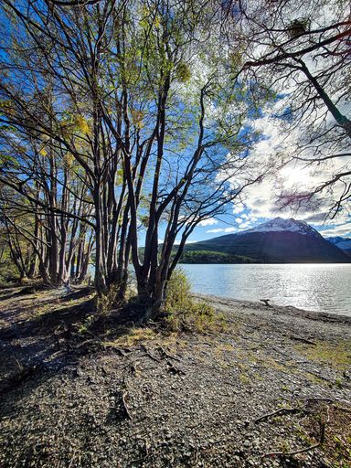 A vertical shot of trees near the bay of Lapataia under blue sky in Argentina