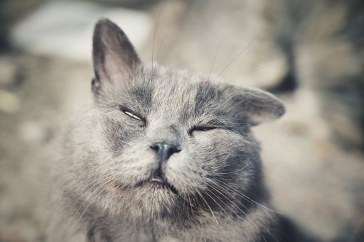 A portrait of a cute grey cat with sleepy eyes