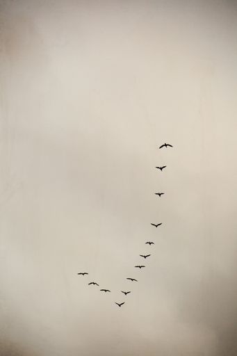 A vertical shot of a group of birds  flying in the cloudy sky in a triangle shape