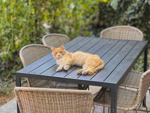 A beautiful view of a fluffy cat lying and relaxing on a table in the backyard