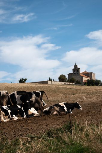 A vertical shot of cows grazing on the pasture at daytime