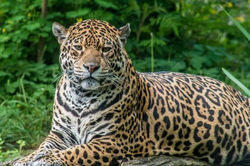 A closeup shot of a beautiful jaguar