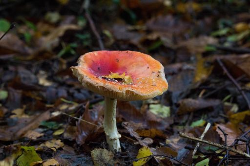 A closeup shot of a fly agaric mushroom growing on the ground