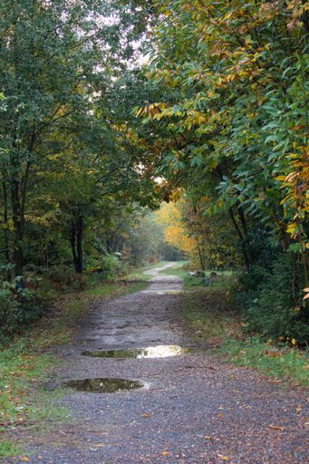 A vertical shot of a path going through the forest
