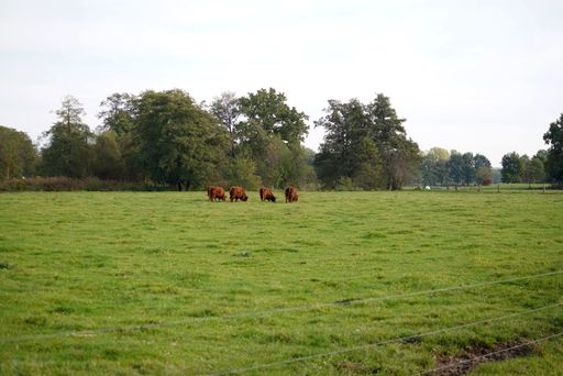A group of cows eating grass in the middle of the field surrounded by a forest
