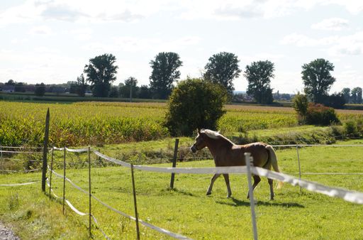 A view of a beautiful white and brown horse walking in the field on a sunny day