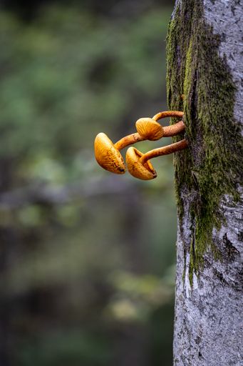 A vertical selective focus shot of mushrooms on tree trunk