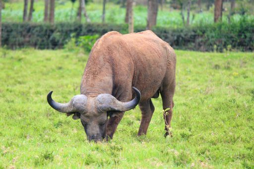 An African buffalo (Syncerus caffer) grazing in a fresh field on a summer day