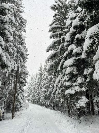 A vertical shot of a narrow road between pine trees covered in snow on a cold winter day