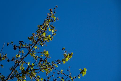 A low angle shot of a tree branch with green leaves under a blue sky