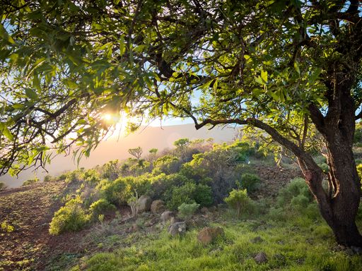 A beautiful view of a tree with fresh grass and plants on a hill during sunrise