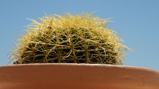 A low angle shot of a cactus in a flowerbox