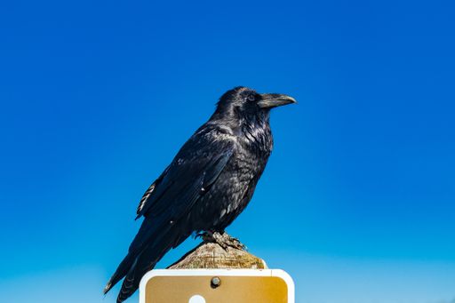 A closeup shot of a black common raven perching on a traffic sign