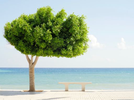 A single tree and an empty bench on the wooden shore of the ocean