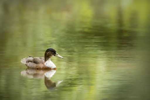 A view of a beautiful duck on a reflective lake during sunrise