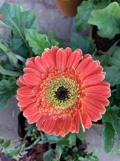 A vertical selective focus closeup of a Barberton daisy flower in the garden