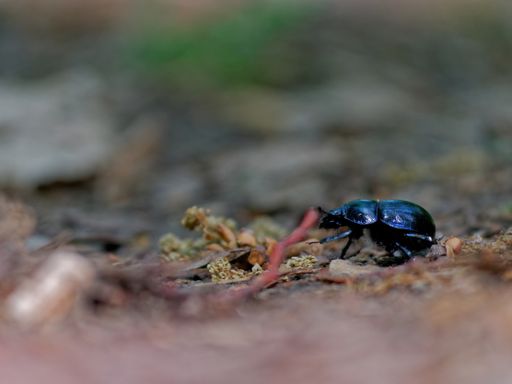 A selective focus shot of a beetle crawling on the soil