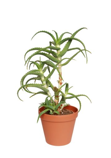 A vertical shot of an aloe plant in a flowerpot