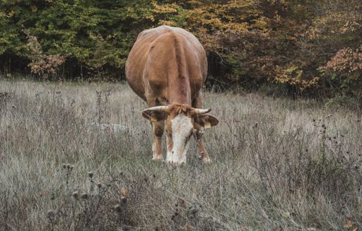 A front view of a single brown cow grazing in a field