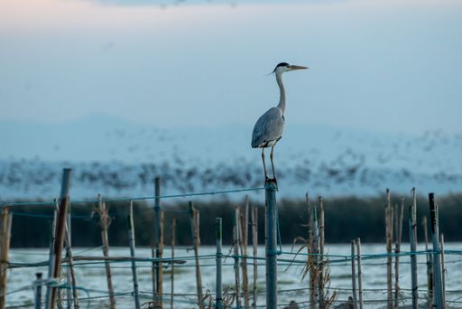 A Grey heron standing on a fence