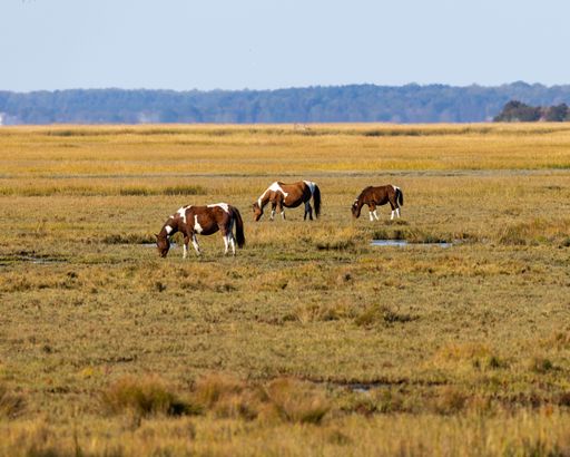 A group of Chincoteague Ponies, Equus caballus grazing in a yellow countryside