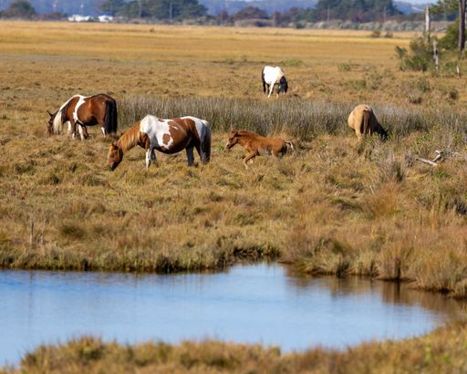 A group of Chincoteague Ponies, Equus caballus grazing in a yellow countryside by the pond
