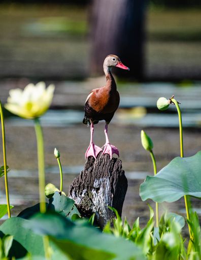 A brown duck with a red beak standing on wood surrounded by white flowers and greenery