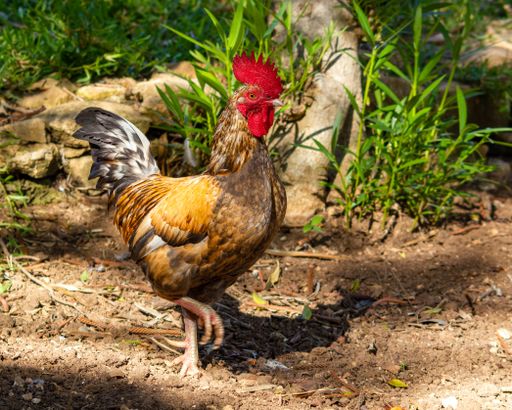 A beautiful Rooster walking in a garden on a sunny day