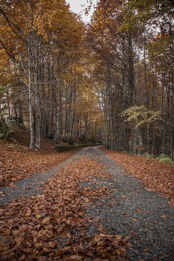 A beautiful view of a road with yellow leaves on it in the middle of a forest on a fall day