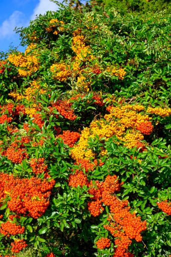 A rowan shrub (sorbus aucuparia) with ripe yellow and orange rowan berries on a sunny day