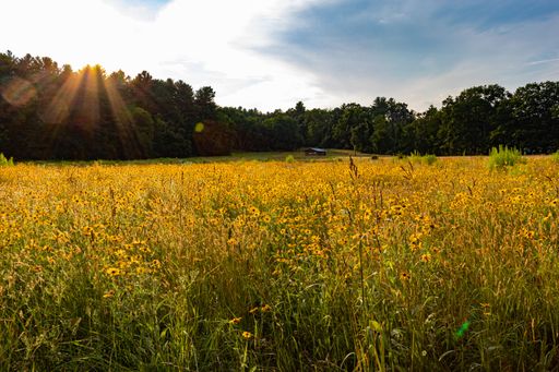 A beautiful view of yellow flowers in a field with trees during sunrise