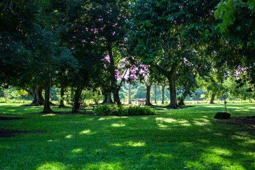 A beautiful view of a park with green fields and trees at day time