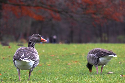 A closeup of brown ducks walking in a park with trees on a blurry background during autumn
