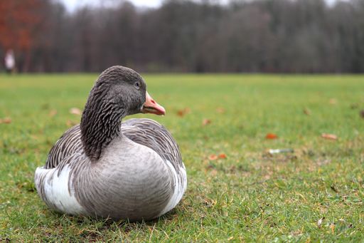 A grey duck sitting on the grass with a blurred background