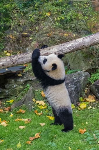 A baby giant panda who plays hanging from a branch
