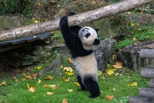 A baby giant panda who plays hanging from a branch
