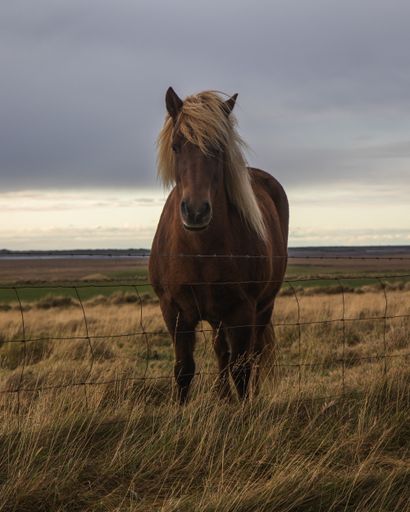 A portrait of a brown horse with blonde hair behind wire fences in a meadow under a cloudy sky