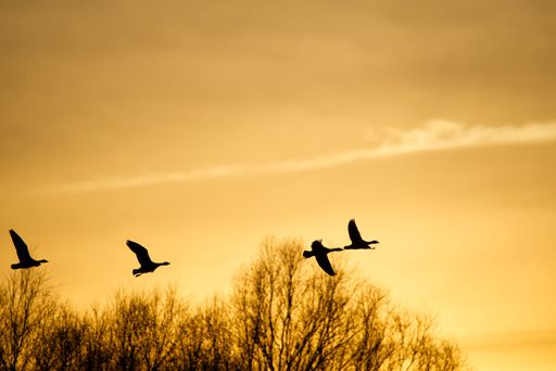 The silhouettes of birds flying in yellow sunset sky - beautiful wallpaper