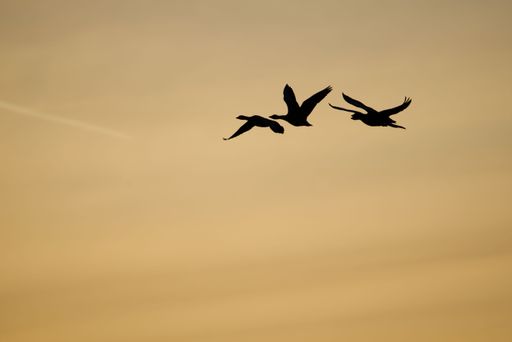 The silhouettes of birds flying in yellow sunset sky - beautiful wallpaper