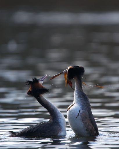 A vertical shallow focus shot of two adorable Great crested grebes swimming and playing in the lake