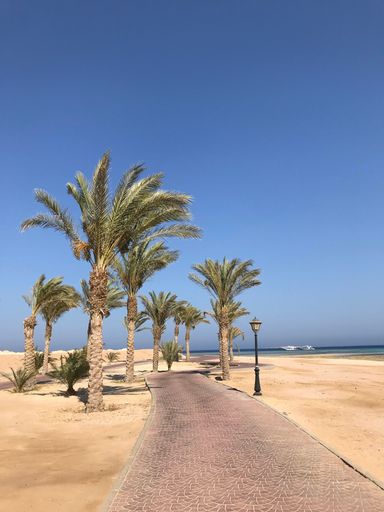 A vertical shot of sandy path between palm trees at seaside