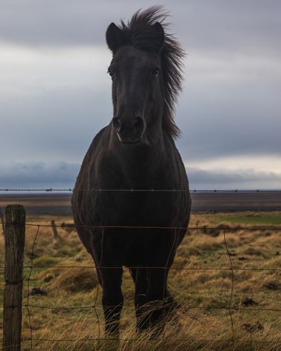 A portrait of a black horse behind wire fences in a meadow under a cloudy sky