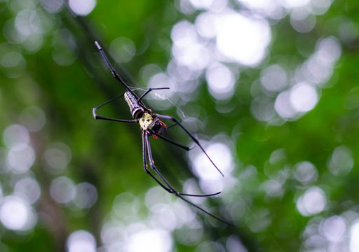 A closeup shot of a spider on blurred background
