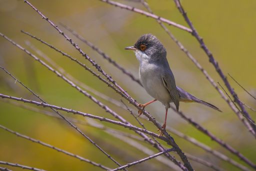 A closeup shot of a single Sardinian warbler bird in its natural habitat