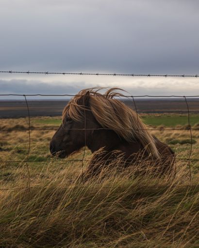 The side profile of a brown horse with blonde hair sitting in a meadow behind wire fences
