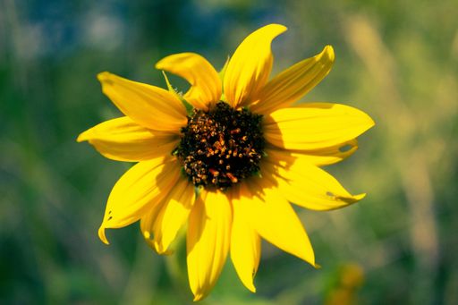 A closeup of a common blooming sunflower under the sunlight with a blurry background
